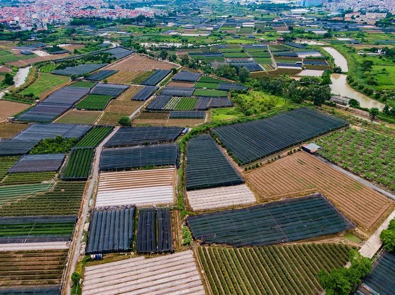 Làng hoa Tây Tựu sắc xuân thức dậy trên vùng ven đô Hà Nội