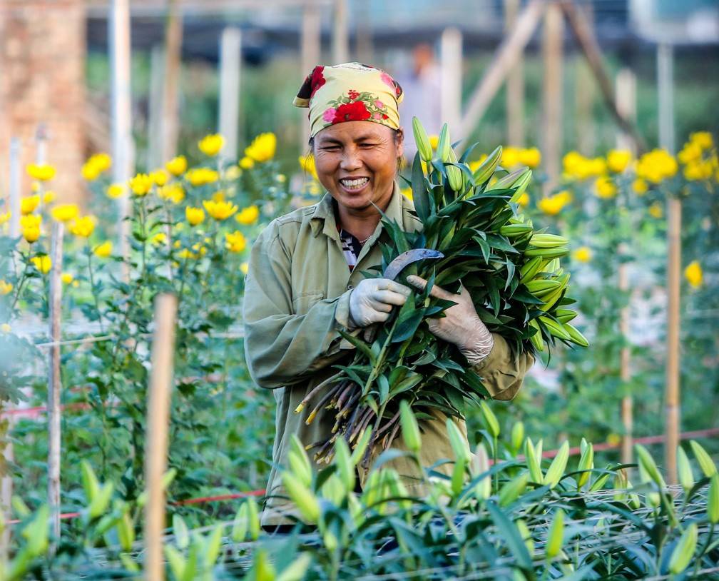 Làng hoa Tây Tựu sắc xuân thức dậy trên vùng ven đô Hà Nội