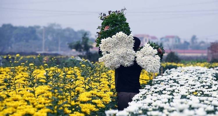 Làng hoa Tây Tựu sắc xuân thức dậy trên vùng ven đô Hà Nội