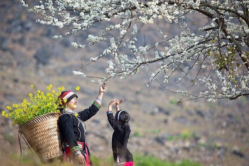 Hoa mận nở sớm Mộc Châu khoác tấm áo trắng tinh khôi giữa mùa đông