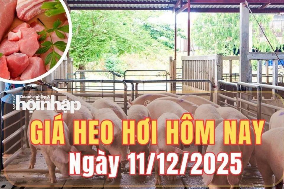 Giá heo hơi hôm nay 11/12/2025: Giá heo hơi tại miền Bắc và miền Trung tăng trở lại, miền Nam đi ngang