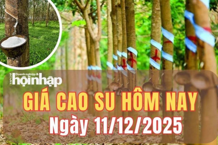 Giá cao su hôm nay 11/12/2025: Giá cao su thế giới đồng loạt giảm nhẹ