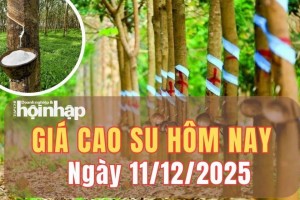 Giá cao su hôm nay 11/12/2025: Giá cao su thế giới đồng loạt giảm nhẹ