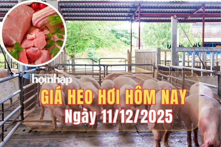 Giá heo hơi hôm nay 11/12/2025: Giá heo hơi tại miền Bắc và miền Trung tăng trở lại, miền Nam đi ngang