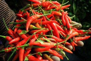 Vì sao Việt Nam vẫn chi 23,5 triệu USD để nhập khẩu ớt?
