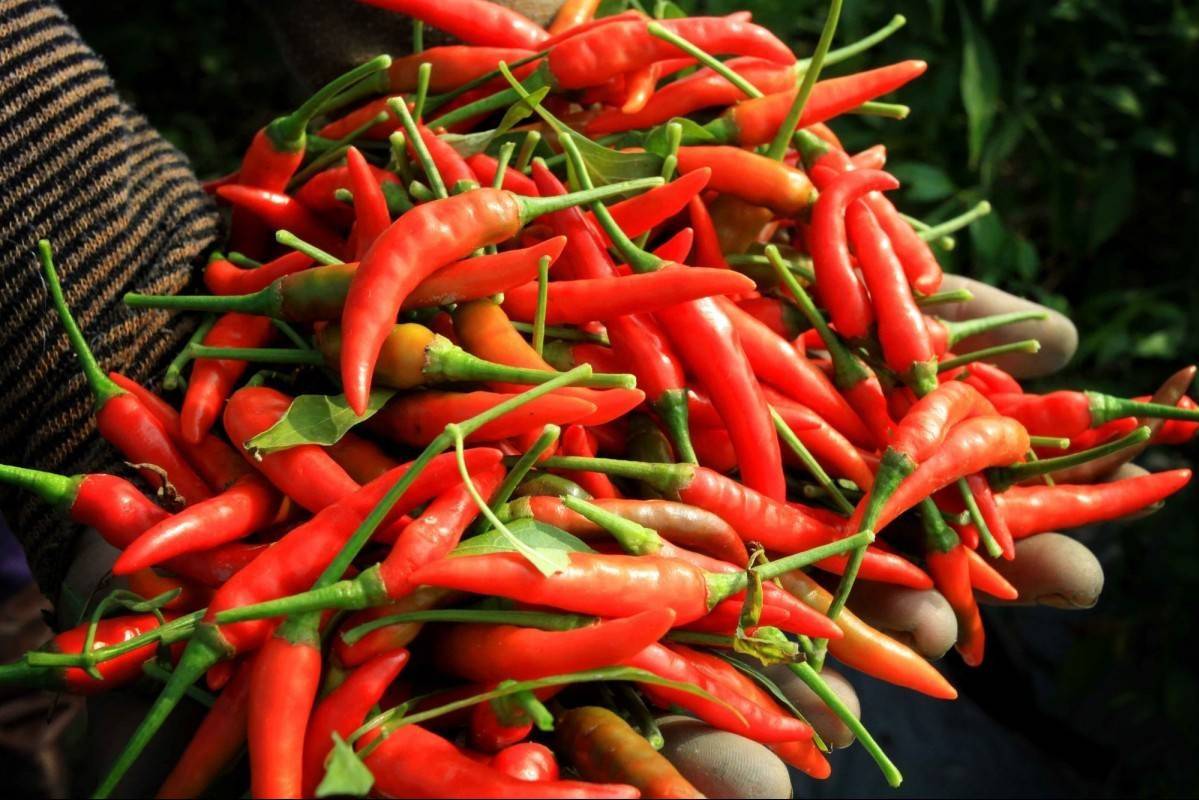 Vì sao Việt Nam vẫn chi 23,5 triệu USD để nhập khẩu ớt?