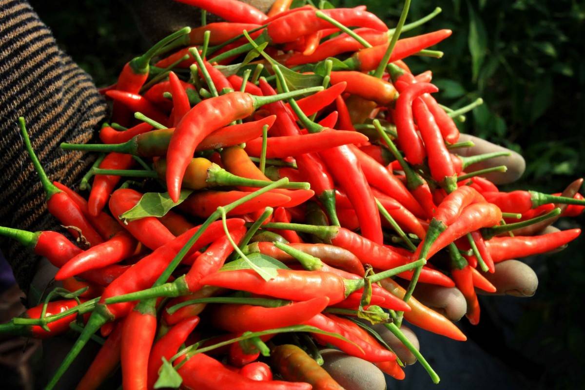 Vì sao Việt Nam vẫn chi 23,5 triệu USD để nhập khẩu ớt?