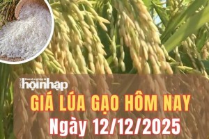 Giá lúa gạo hôm nay 12/12/2025: Giá lúa gạo biến động nhẹ, thị trường giao dịch chậm nhịp cuối vụ