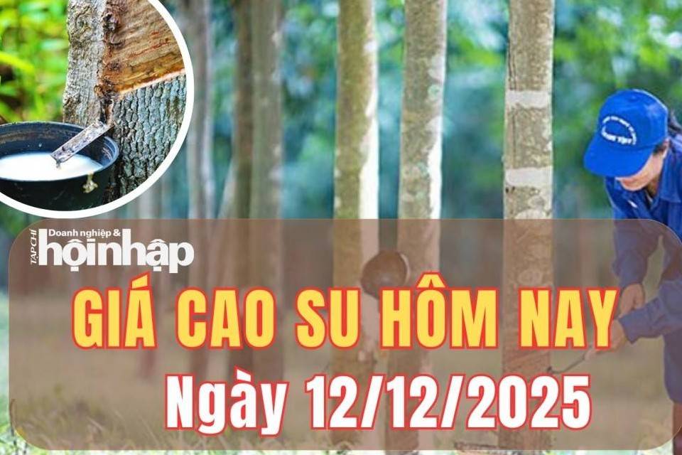 Giá cao su hôm nay 12/12/2025: Giá cao su thế giới khởi sắc nhờ lực đẩy từ châu Á