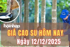 Giá cao su hôm nay 12/12/2025: Giá cao su thế giới khởi sắc nhờ lực đẩy từ châu Á