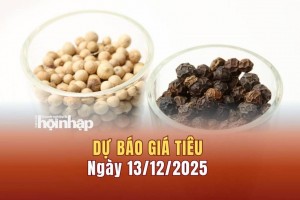 Dự báo giá tiêu 13/12: Giá tiêu trong nước và thế giới tiếp đà tăng "vùn vụt"