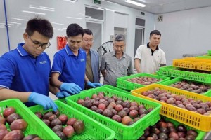 Việt Nam củng cố vị thế trong Top 10 quốc gia xuất khẩu chanh leo hàng đầu thế giới