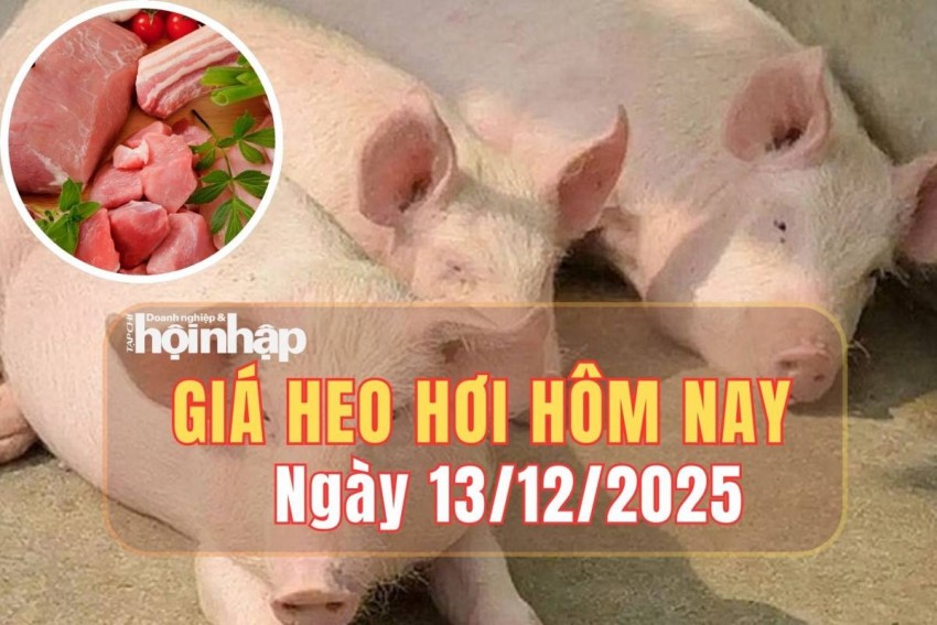 Giá heo hơi hôm nay 13/12/2025: Giá heo hơi tại miền Bắc và miền Trung tăng nhẹ, miền Nam đi ngang