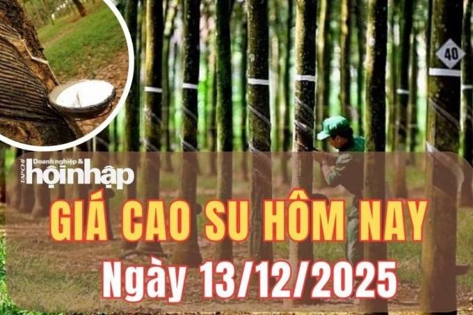 Giá cao su hôm nay 13/12/2025: Giá cao su thế giới tăng giảm lệch chiều