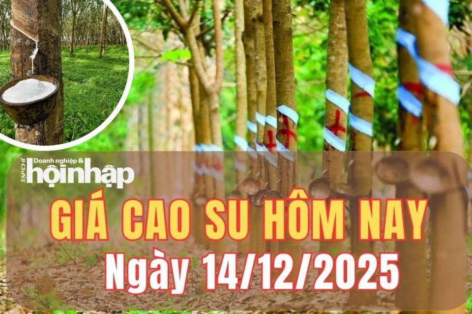 Giá cao su hôm nay 14/12/2025: Giá cao su châu Á giữ nhịp tăng nhẹ