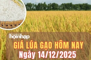 Giá lúa gạo hôm nay 14/12/2025: Giá lúa gạo chững lại, giao dịch trầm lắng giữa sức ép xuất khẩu