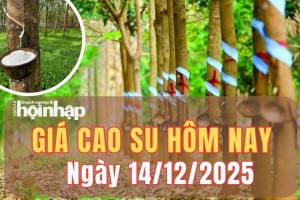 Giá cao su hôm nay 14/12/2025: Giá cao su châu Á giữ nhịp tăng nhẹ