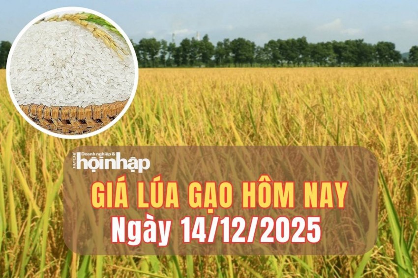 Giá lúa gạo hôm nay 14/12/2025: Giá lúa gạo chững lại, giao dịch trầm lắng giữa sức ép xuất khẩu