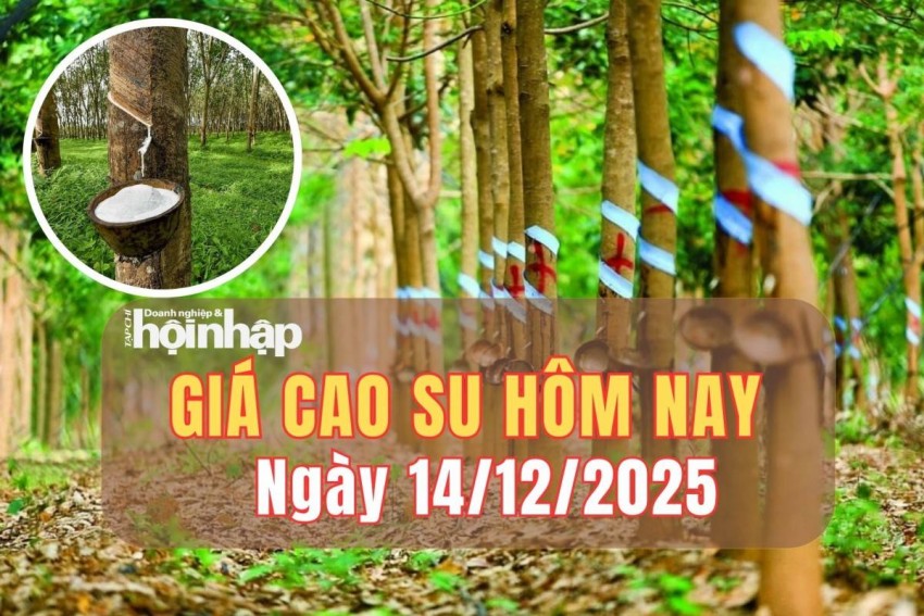 Giá cao su hôm nay 14/12/2025: Giá cao su châu Á giữ nhịp tăng nhẹ 