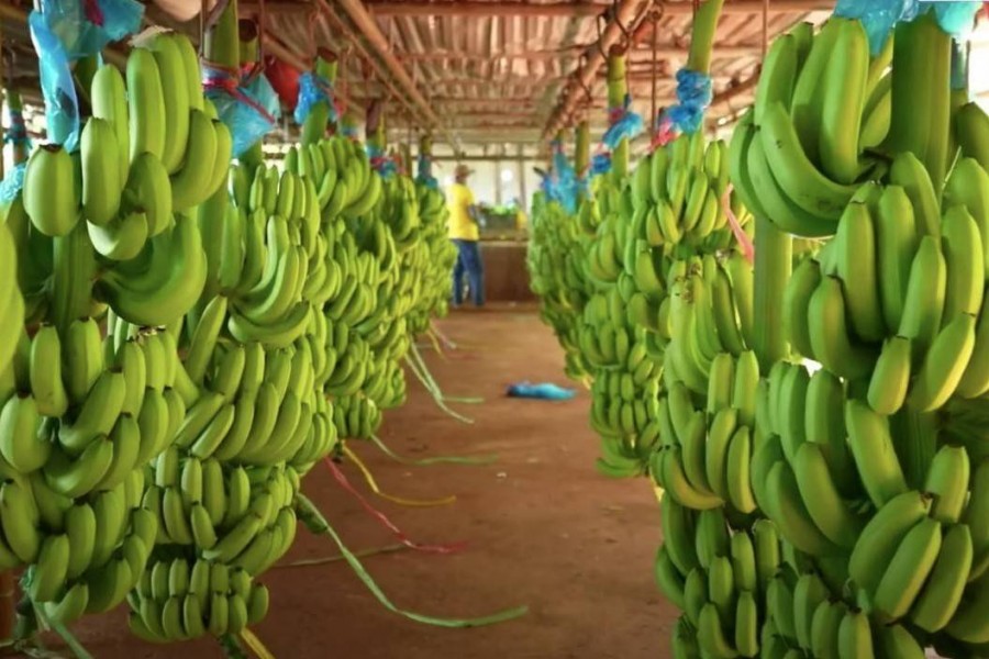 Chuối Việt Nam trước dư địa bứt phá, hướng tới kim ngạch xuất khẩu tỷ USD