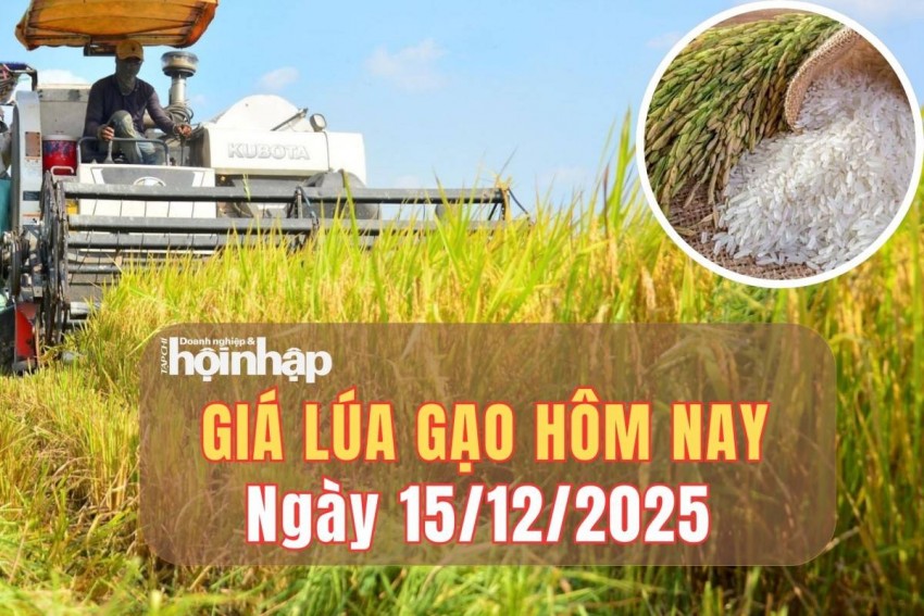 Giá lúa gạo hôm nay 15/12/2025: Giá lúa gạo chờ tín hiệu mới từ xuất khẩu