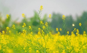 Lệ Chi mùa cải dải vàng mỏng manh thắp sáng những ngày đông Hà Nội