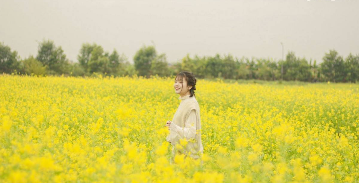 Lệ Chi mùa cải dải vàng mỏng manh thắp sáng những ngày đông Hà Nội