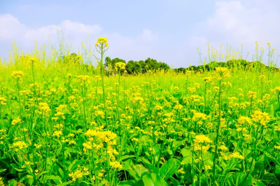 Lệ Chi mùa cải dải vàng mỏng manh thắp sáng những ngày đông Hà Nội