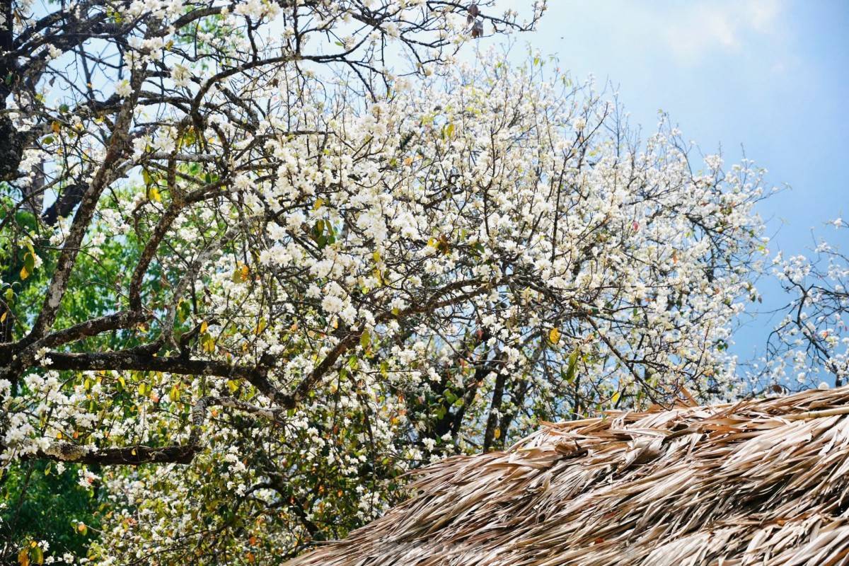 Lảo Thẩn thiên đường mây trên “nóc nhà Y Tý” giữa mùa đẹp nhất của Tây Bắc