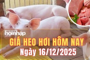 Giá heo hơi hôm nay 16/12/2025: Giá heo hơi giữ đà tăng mạnh, cả nước neo cao 59.000 – 65.000 đồng/kg