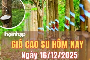 Giá cao su hôm nay 16/12/2025: Giá cao su trên thị trường thế giới diễn biến trái chiều