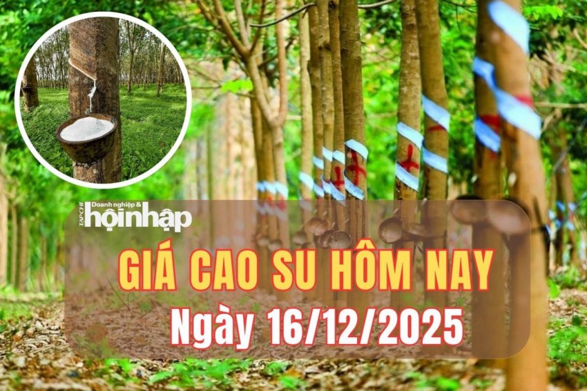 Giá cao su hôm nay 16/12/2025: Giá cao su trên thị trường thế giới diễn biến trái chiều