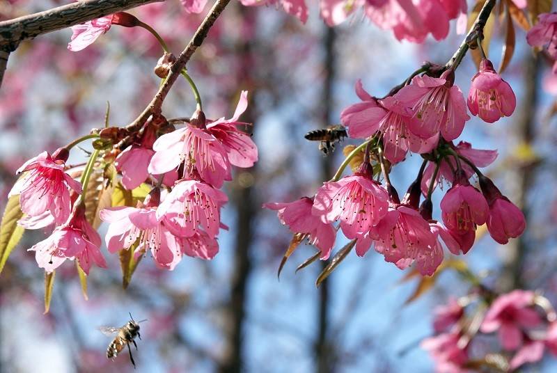 Phát huy giá trị hoa Tớ Dày và lễ hội truyền thống trong phát triển du lịch Mù Cang Chải