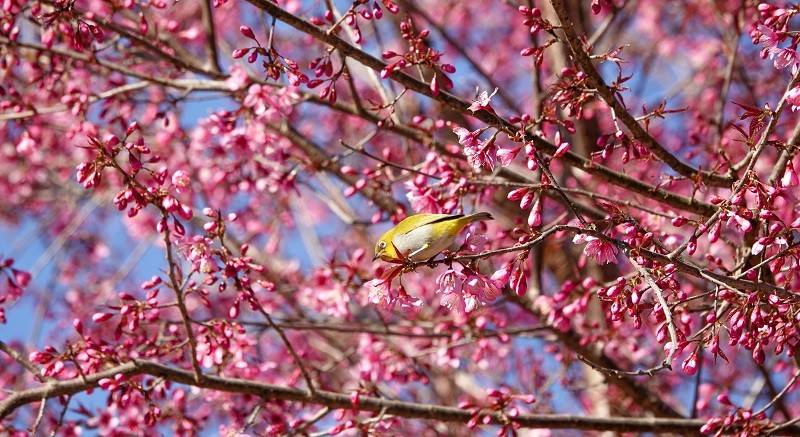 Phát huy giá trị hoa Tớ Dày và lễ hội truyền thống trong phát triển du lịch Mù Cang Chải