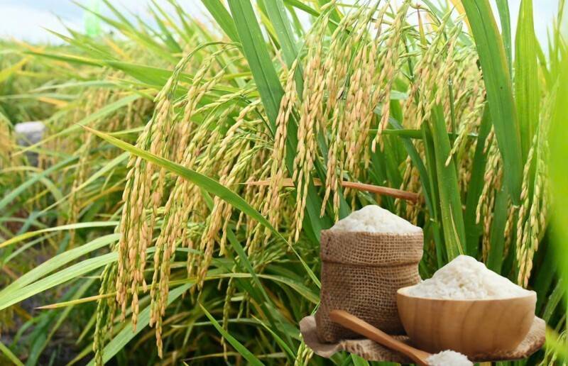 Cảnh báo chiến lược sản xuất và thương mại lúa gạo khi Việt Nam chi 1,5 tỉ USD nhập gạo