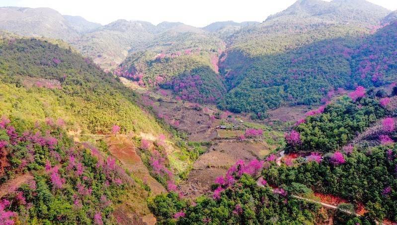 Phát huy giá trị hoa Tớ Dày và lễ hội truyền thống trong phát triển du lịch Mù Cang Chải