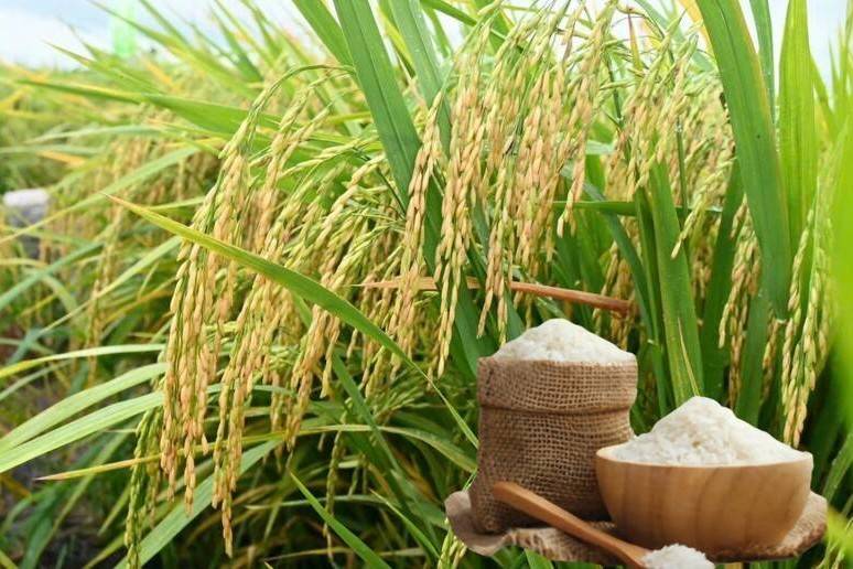 Cảnh báo chiến lược sản xuất và thương mại lúa gạo khi Việt Nam chi 1,5 tỉ USD nhập gạo