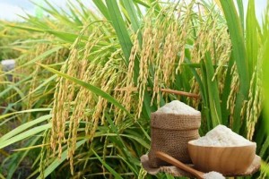 Cảnh báo chiến lược sản xuất và thương mại lúa gạo khi Việt Nam chi 1,5 tỉ USD nhập gạo