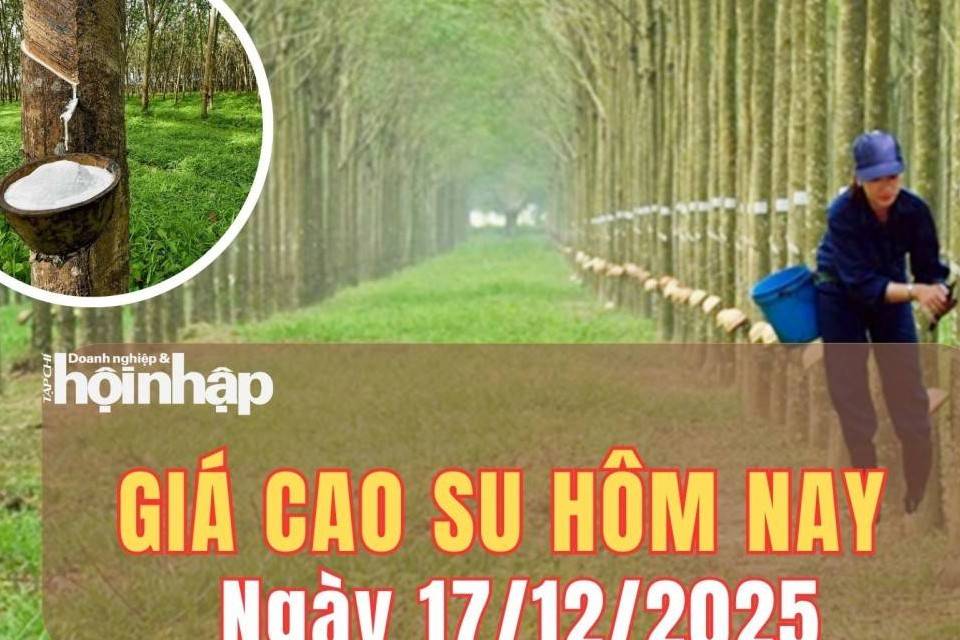 Giá cao su hôm nay 17/12/2025: Giá cao su Châu Á tăng giảm lệch chiều