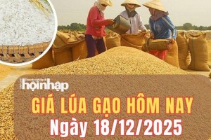 Giá lúa gạo hôm nay 18/12/2025: Giá lúa nhích tăng, gạo nguyên liệu giảm nhẹ