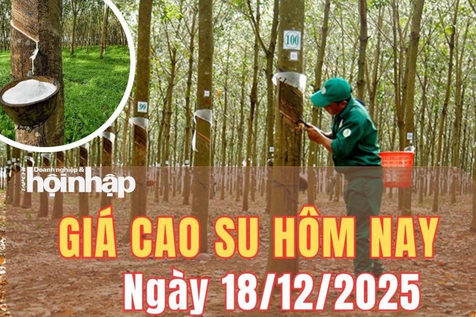 Giá cao su hôm nay 18/12/2025: Giá cao su trong nước ổn định, giá thế giới biến động thận trọng