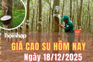 Giá cao su hôm nay 18/12/2025: Giá cao su trong nước ổn định, giá thế giới biến động thận trọng