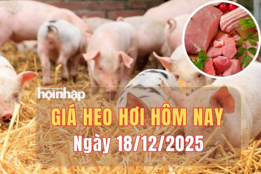 Giá heo hơi hôm nay 18/12/2025: Giá heo hơi lập đỉnh mới, cả nước vượt mốc 60.000 đồng/kg