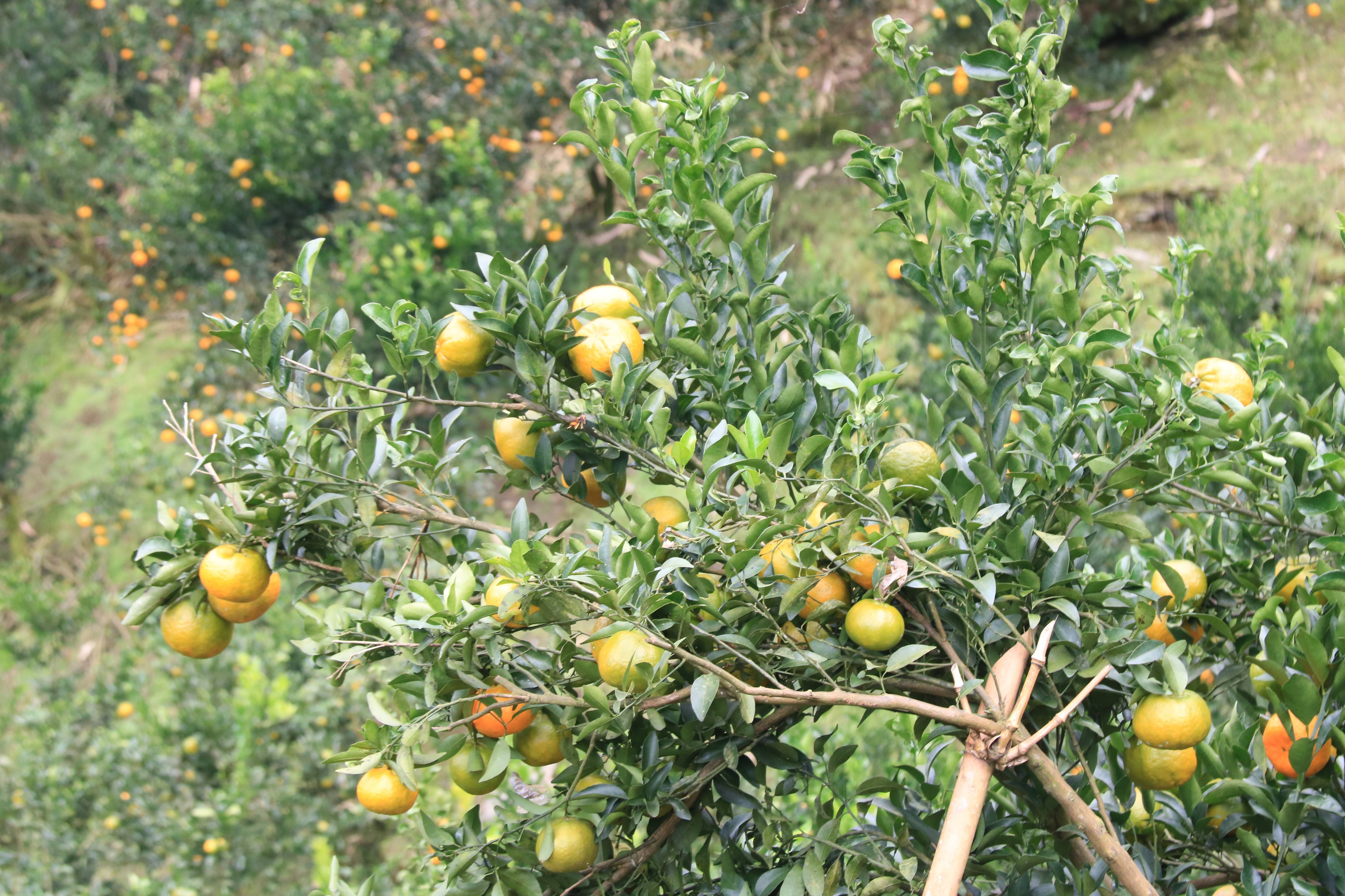 Quýt Mường Khương – Mùa vàng vùng biên vun đắp đoàn kết, mở lối xóa nghèo bền vững