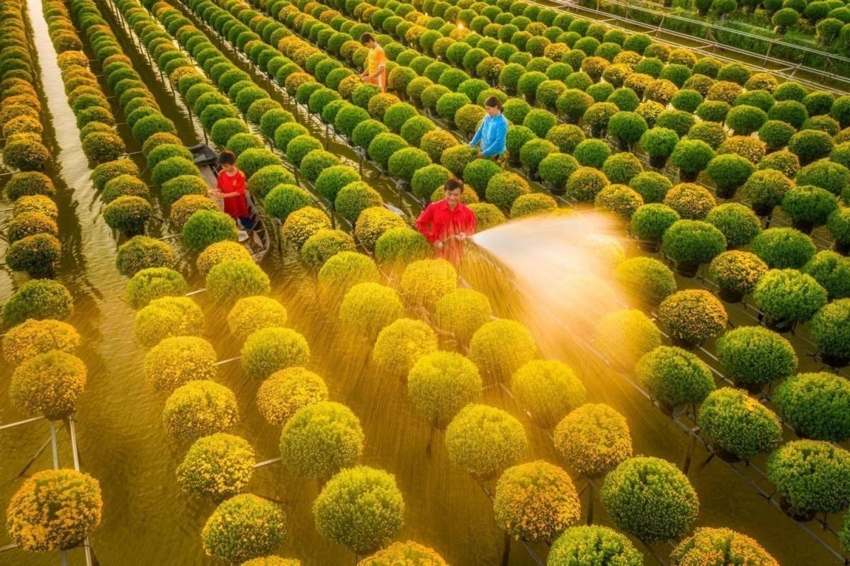 Sa Đéc – Làng hoa trăm tuổi và di sản sống giữa lòng miền Tây