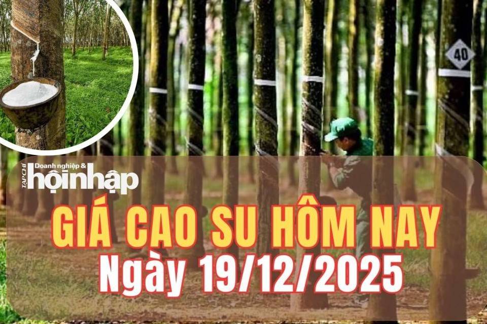 Giá cao su hôm nay 19/12/2025: Giá cao su thế giới nhích tăng do nguồn cung thắt chặt