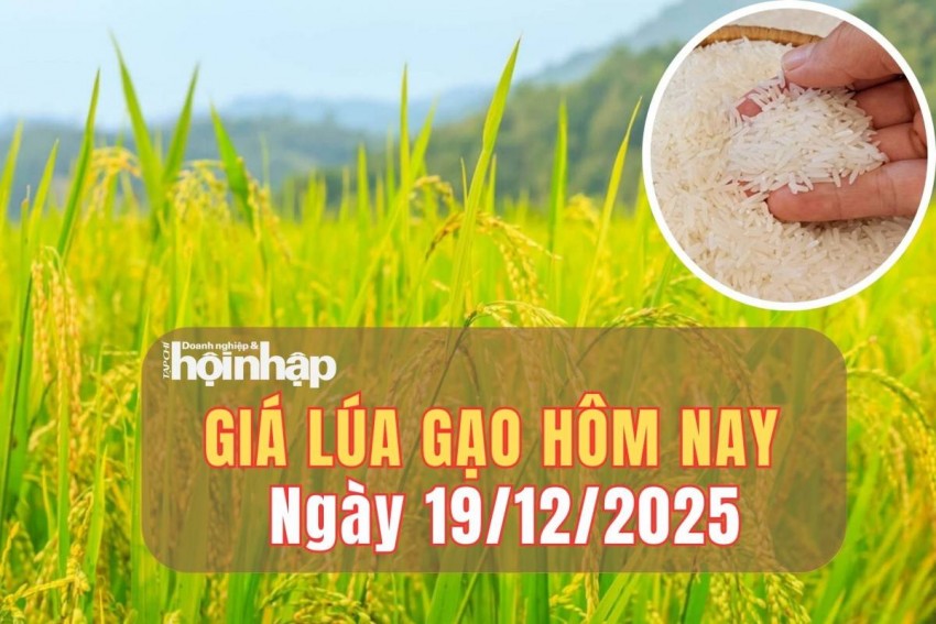 Giá lúa gạo hôm nay 19/12/2025: Giá gạo nguyên liệu và cám giảm nhẹ, gạo xuất khẩu chịu áp lực 