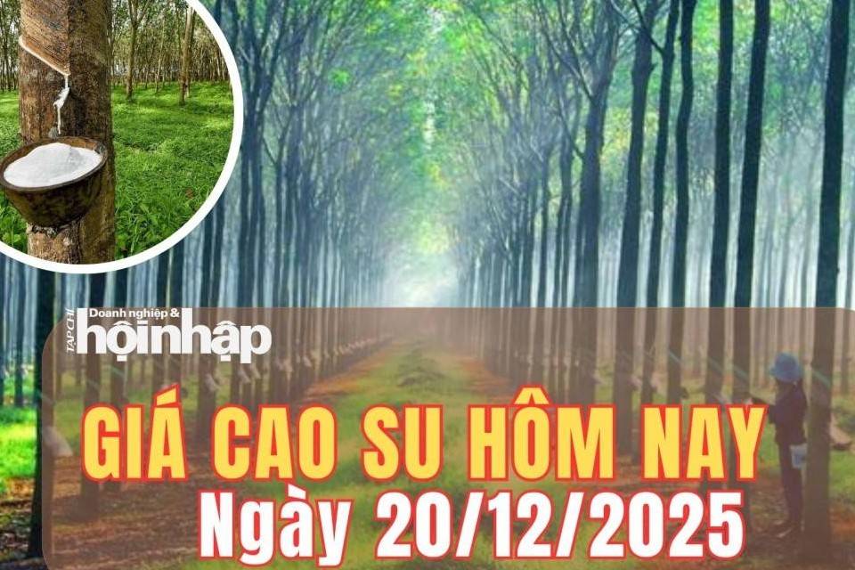 Giá cao su hôm nay 20/12/2025: Giá cao su thế giới trái chiều vì nguồn cung phục hồi