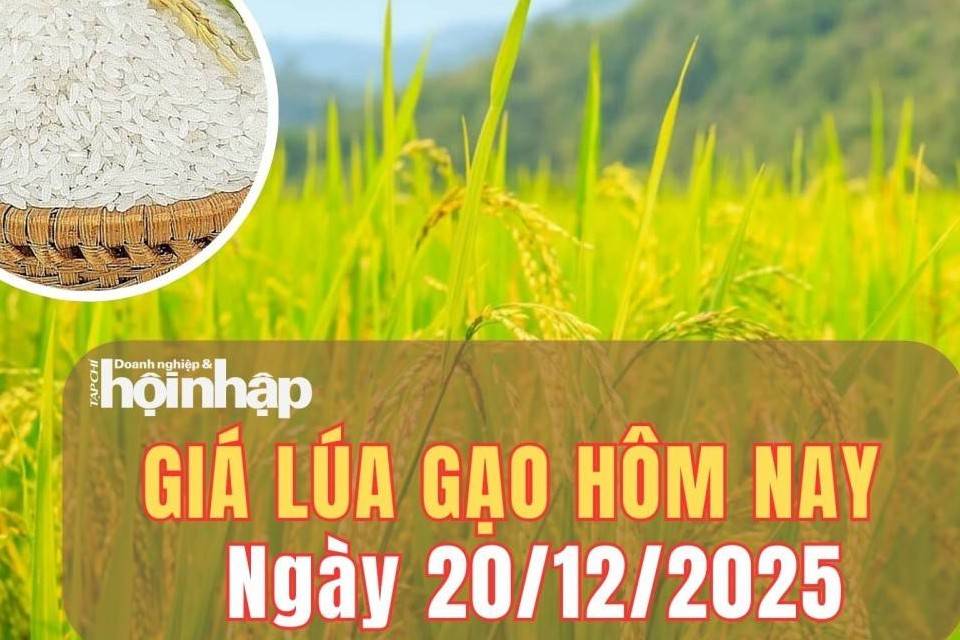 Giá lúa gạo hôm nay 20/12/2025: Giá lúa đi ngang, gạo tăng nhẹ giá theo xuất khẩu