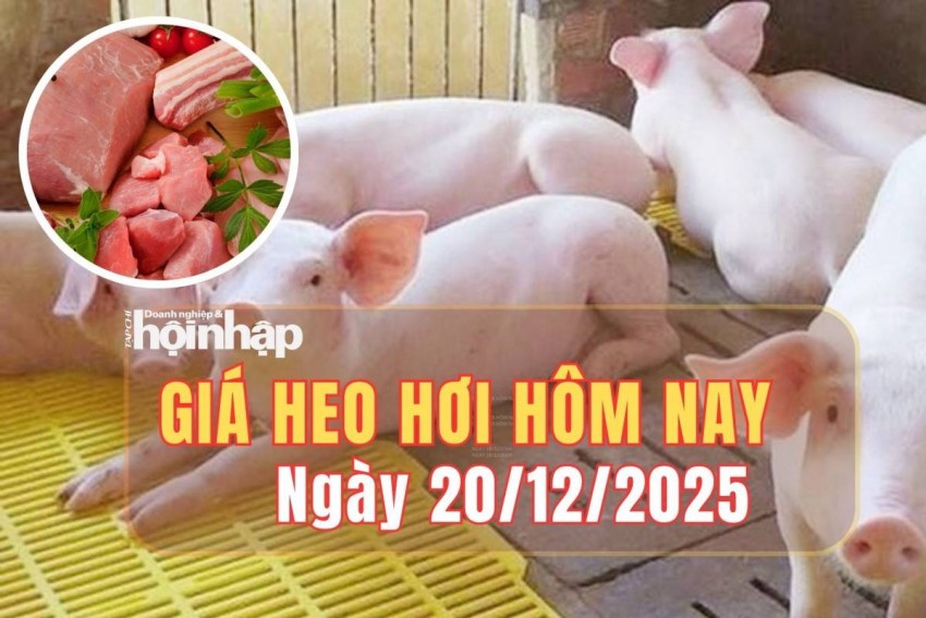 Giá heo hơi hôm nay 20/12/2025: Giá heo hơi miền Nam chững giá, miền Bắc và miền Trung tăng tiếp